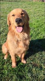 Golden Retriever per accoppiamento Americano