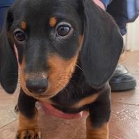 Bassotto nano tedesco