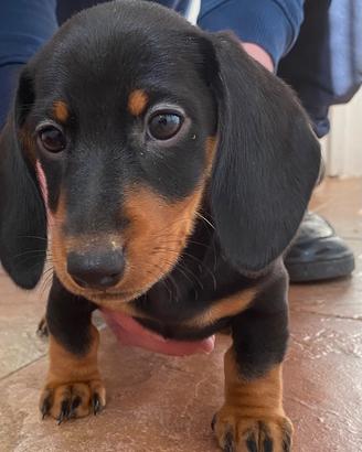 Bassotto nano tedesco