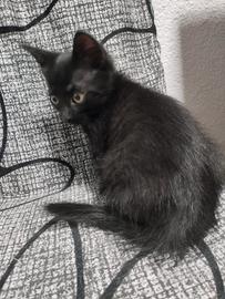 Gattino nero maschio