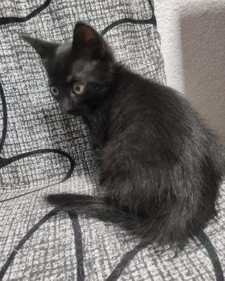 Gattino nero maschio