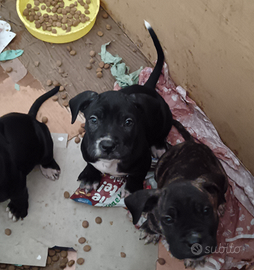 Cucciola Femmina Cane Corso