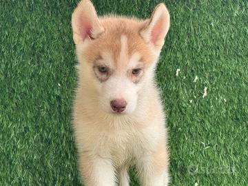 Husky