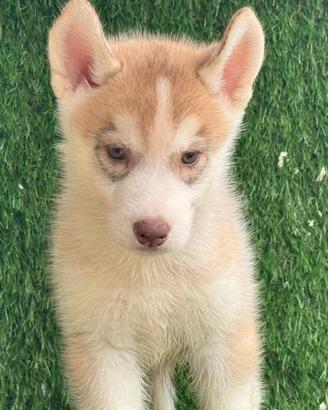 Husky