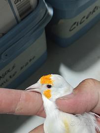 Cardellino