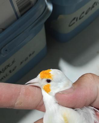 Cardellino