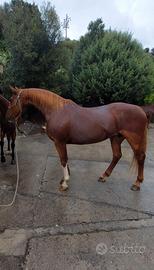 cavalla sella italiana 