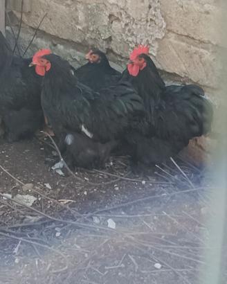 Galli e galline