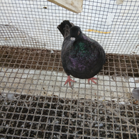 Giovani colombi piccioni