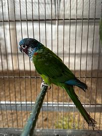 Maschio Pyrrhura emma adulto