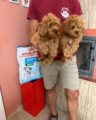 Cucciole di Maltipoo ( maltese x barboncino)