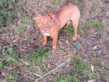 Cucciolo American pit bull terrier red nose