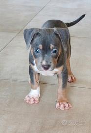 Pitbull