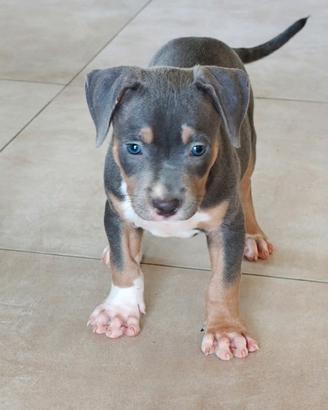 Pitbull