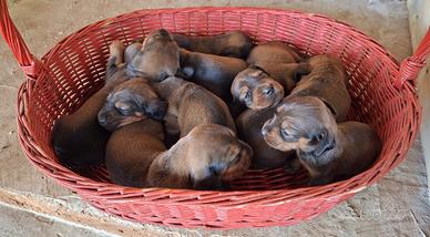 Cuccioli Alpenlaendische Dachsbracke