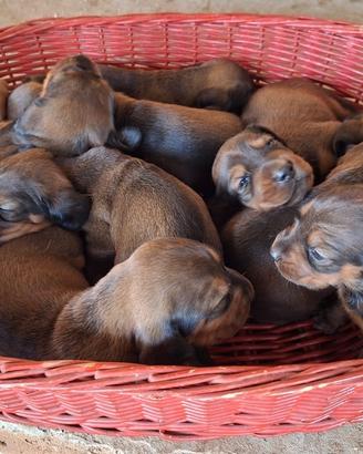 Cuccioli Alpenlaendische Dachsbracke