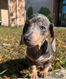 Bassotti pag a rate kaninchen e nano