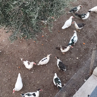 Galline e anatre mute