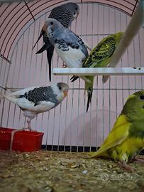 Papagalli coccorito coco