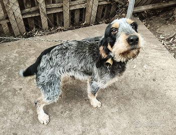 Griffon bleu de Gascogne