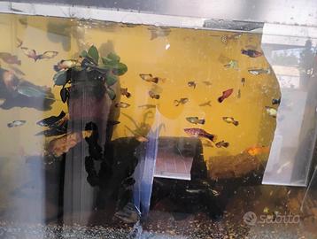 Guppy platy e Molly