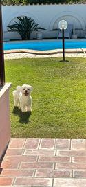 Maltese maschio per accoppiamento