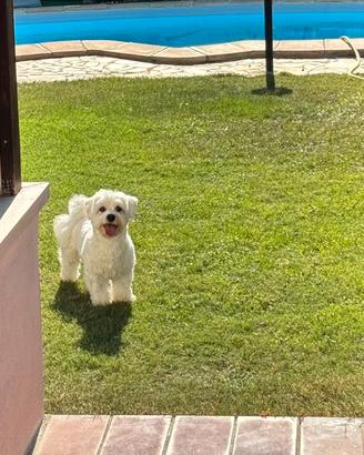 Maltese maschio per accoppiamento