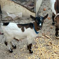 Capretto nano maschio