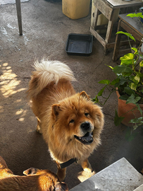 Chow chow