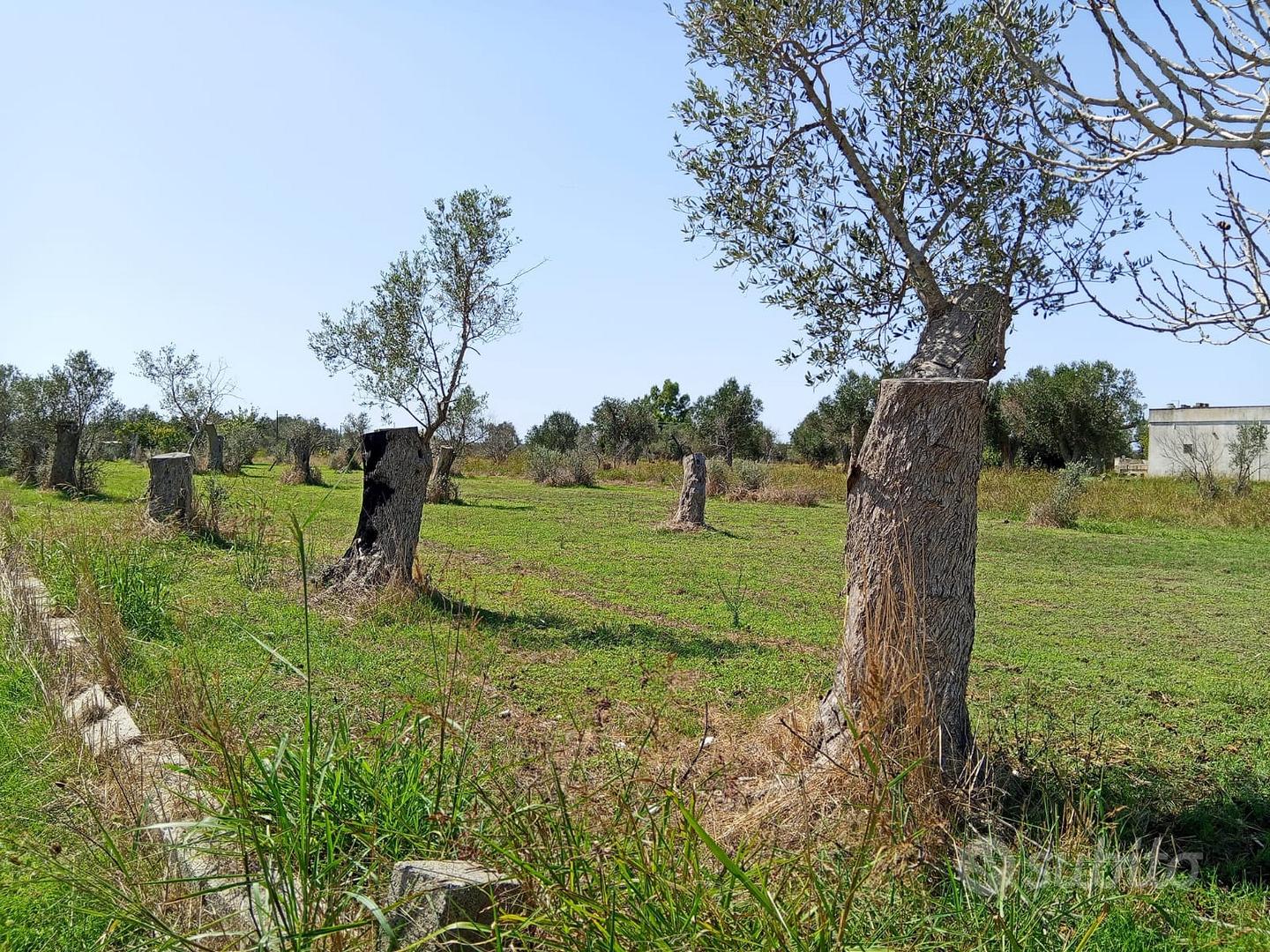 Terreno agricolo 32 aree - Vista 2