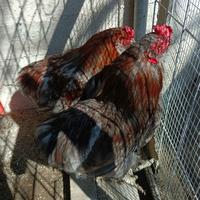 Vendita di galli razza "Auracana" di 6 e 9 mesi