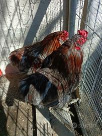 Vendita di galli razza "Auracana" di 6 e 9 mesi