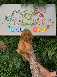 Cuccioli di barboncino toy maschio e femmina