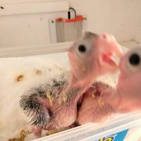 Pappagalli domestici allevati a mano