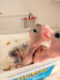 Pappagalli domestici allevati a mano