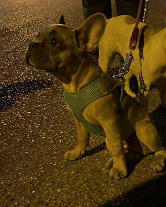 Bulldog per monta