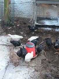 Pulcinotti  di Australorp ,Brrhama e ibridi