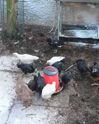 Pulcinotti  di Australorp ,Brrhama e ibridi