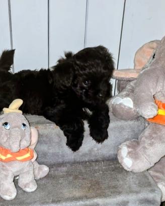 Maltipoo teacup maschio 