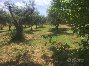 VENDO TERRENO AGRICOLO QM.13000 e RUDERE DA RISTRU
