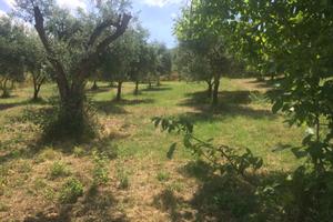 VENDO TERRENO AGRICOLO QM.13000 e RUDERE DA RISTRU