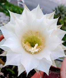 pianta dal fiore bianco 