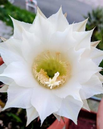 pianta dal fiore bianco 