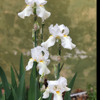 Bulbo di iris