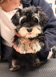 Cuccioli schnauzer nano nero argento