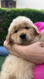 Cuccioli Golden Retriever linea americana