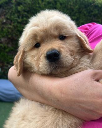 Cuccioli Golden Retriever linea americana