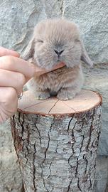 Cuccioli coniglio minilop
