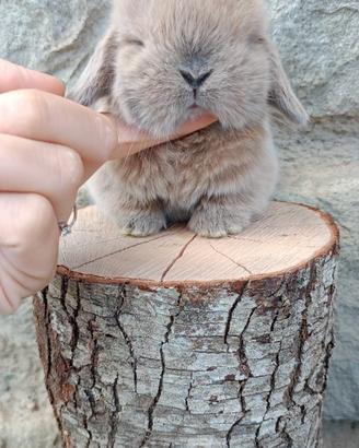 Cuccioli coniglio minilop