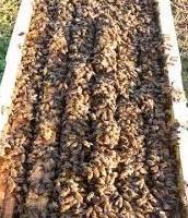 Sciami d'api